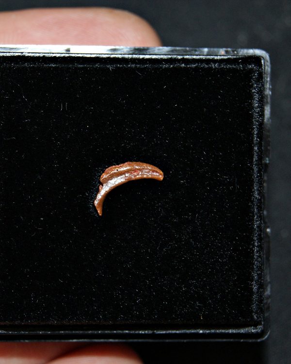 Garra de pterosaurio