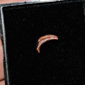 Garra de pterosaurio