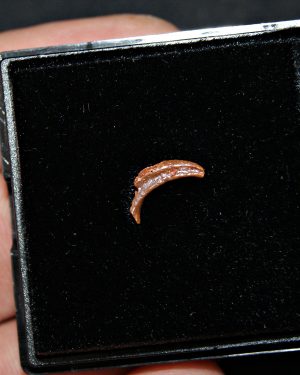 Garra de pterosaurio