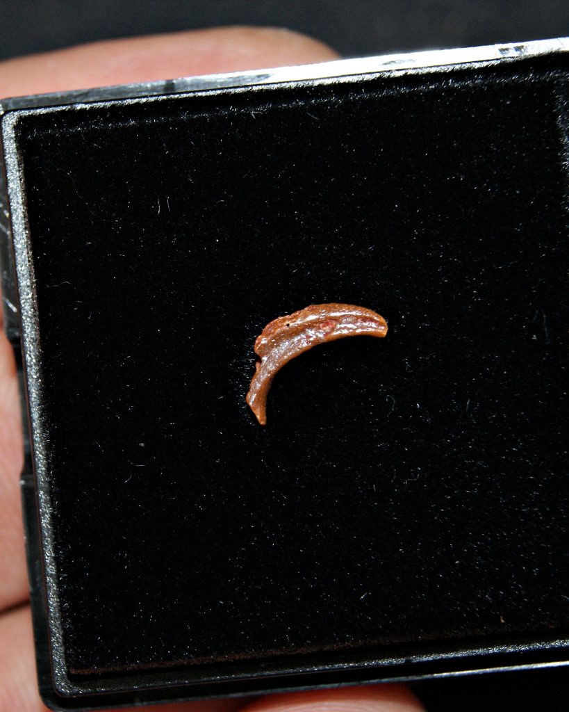 Garra de pterosaurio