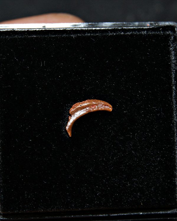 Garra de pterosaurio