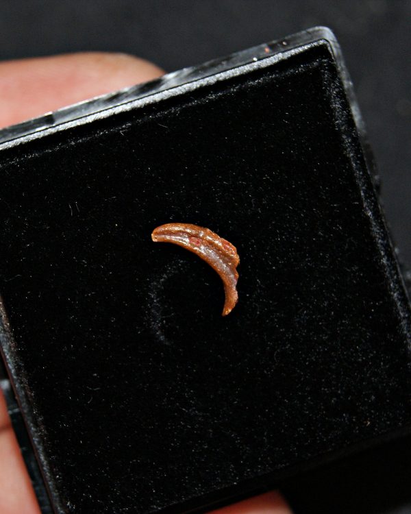 Garra de pterosaurio