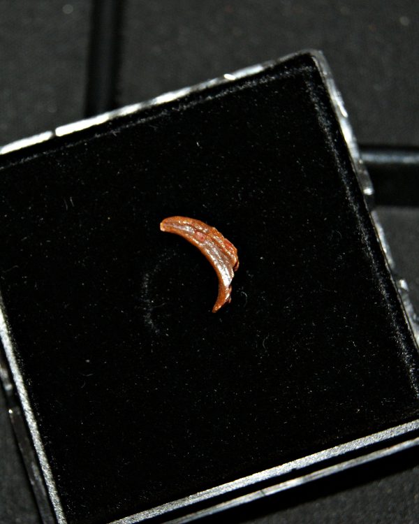 Garra de pterosaurio