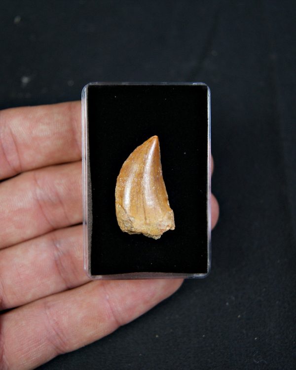 Carcharodontosaurus saharicus