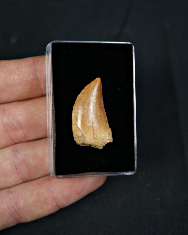 Carcharodontosaurus saharicus