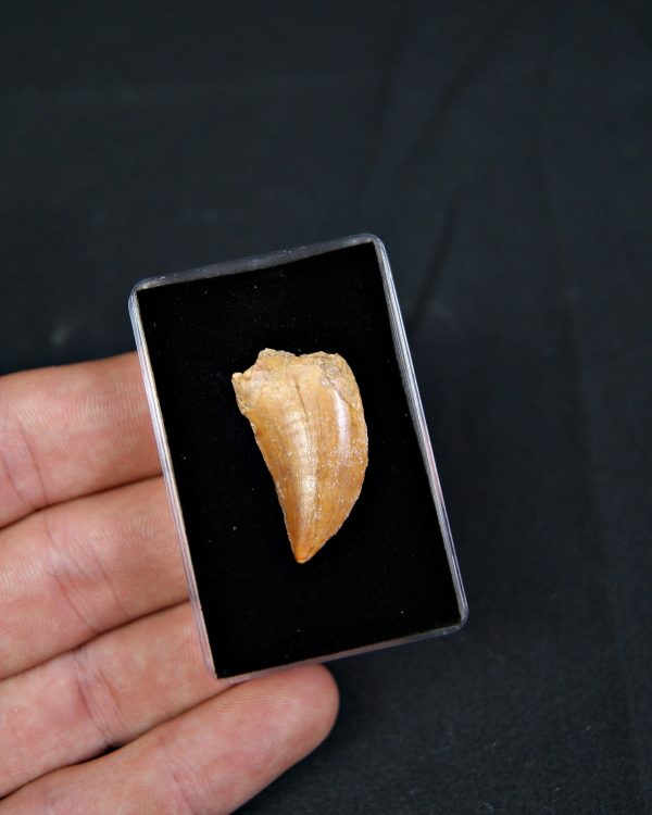 Carcharodontosaurus saharicus