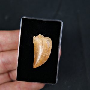 Carcharodontosaurus saharicus