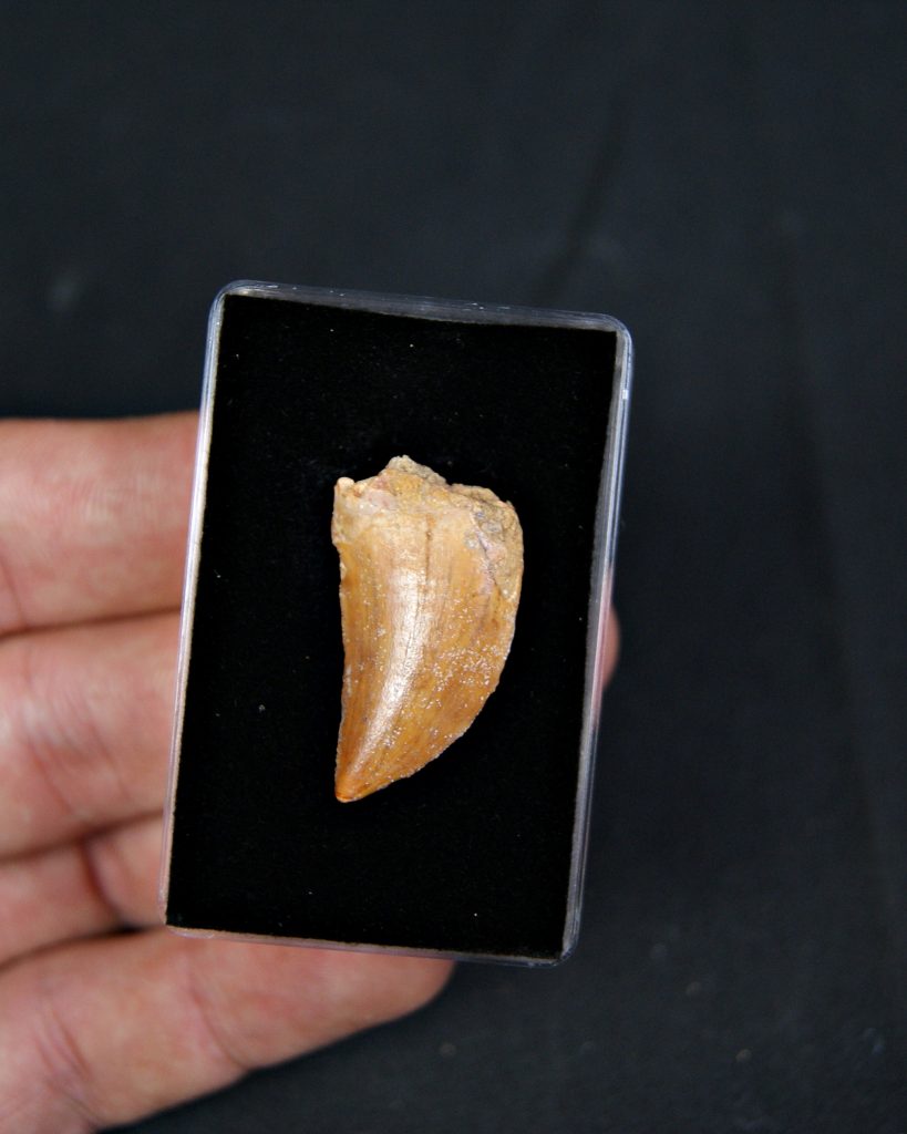 Carcharodontosaurus saharicus
