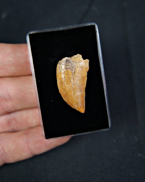 Carcharodontosaurus saharicus