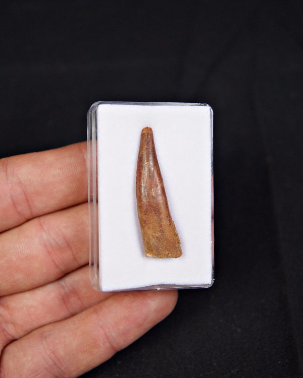 Pterosaurio – Valle de Kem Kem