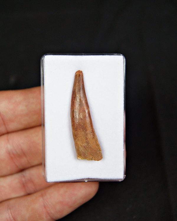 Pterosaurio – Valle de Kem Kem