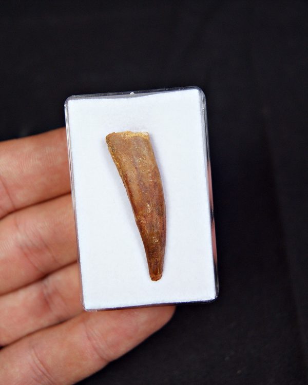 Pterosaurio – Valle de Kem Kem