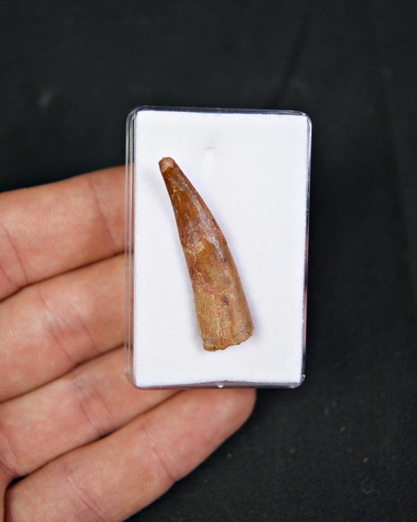 Pterosaurio – Valle de Kem Kem