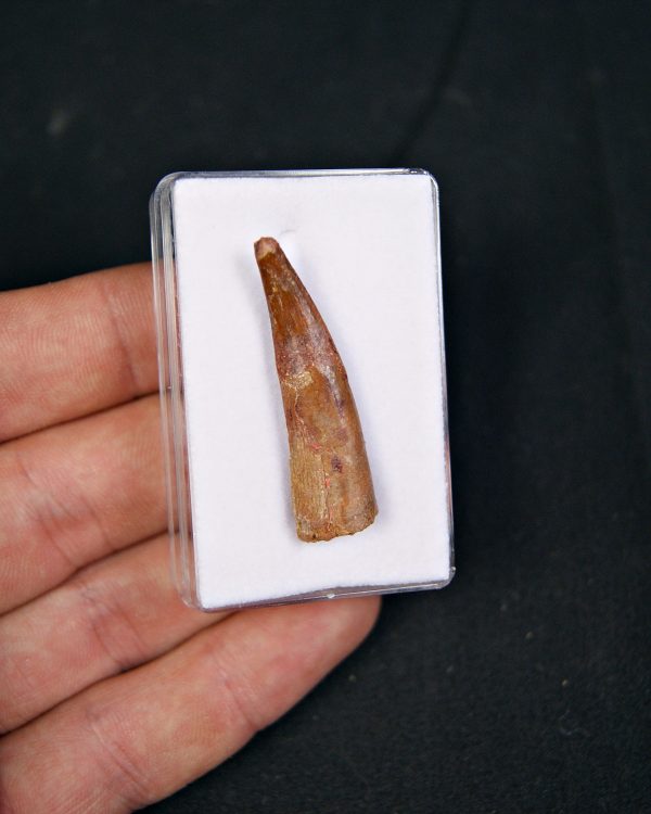 Pterosaurio – Valle de Kem Kem