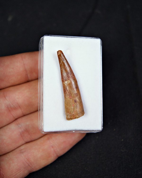 Pterosaurio – Valle de Kem Kem