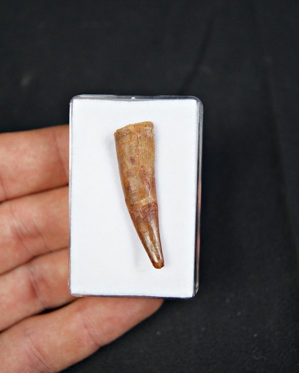 Pterosaurio – Valle de Kem Kem