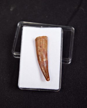 Pterosaurio – Valle de Kem Kem