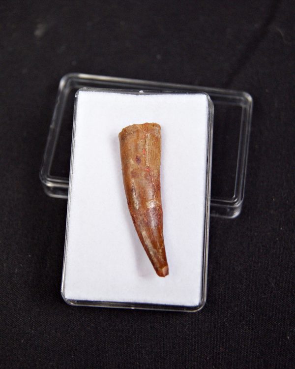 Pterosaurio – Valle de Kem Kem