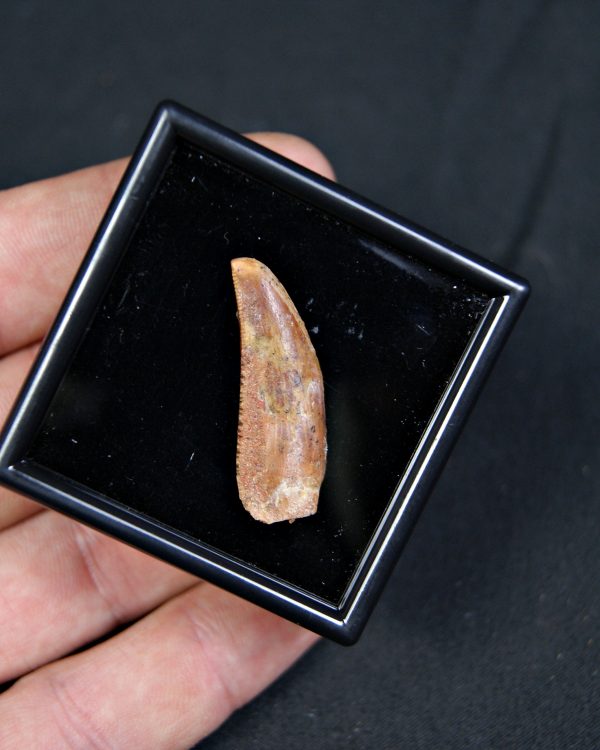 Posible Deltadromeus – Valle de Kem Kem