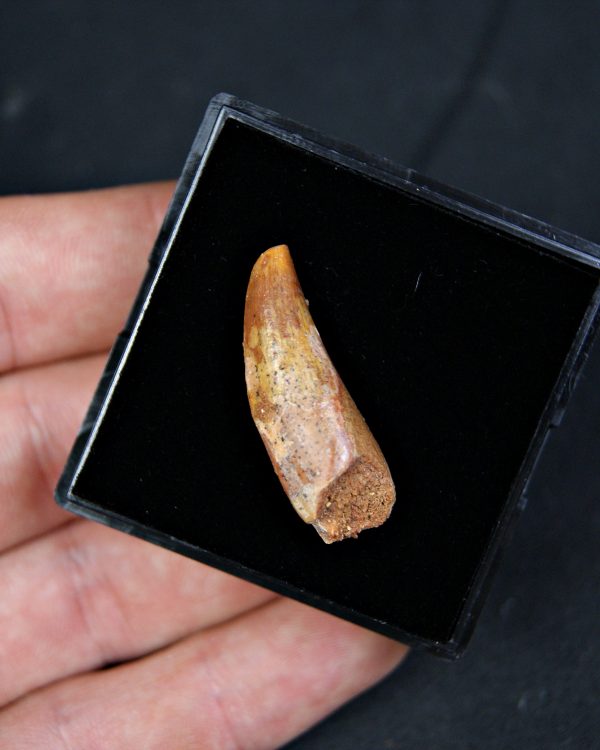 Posible Deltadromeus – Valle de Kem Kem