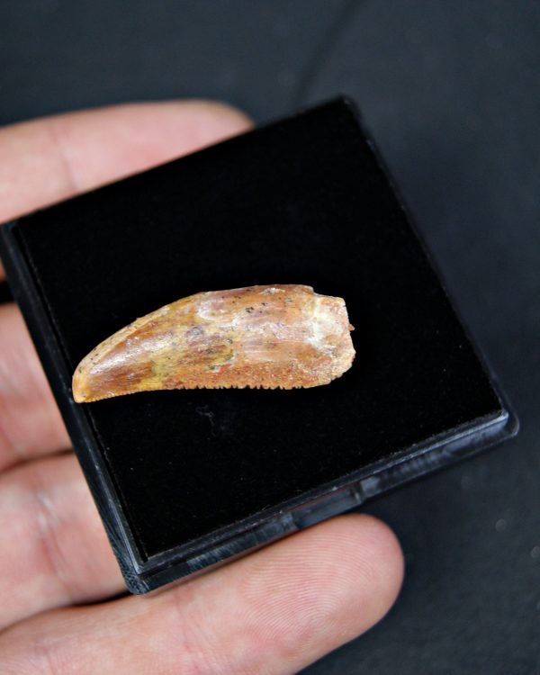 Posible Deltadromeus – Valle de Kem Kem