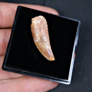 Posible Deltadromeus – Valle de Kem Kem