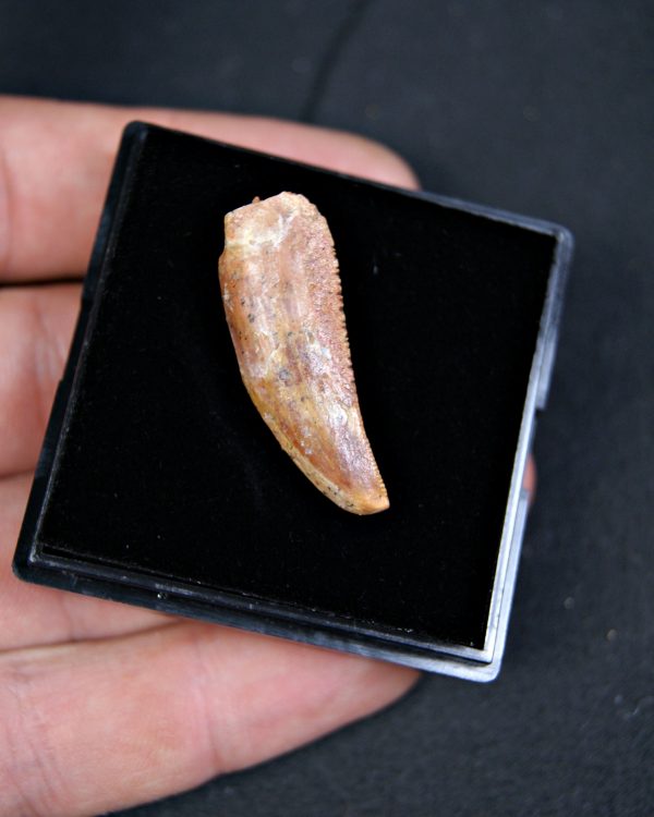 Posible Deltadromeus – Valle de Kem Kem