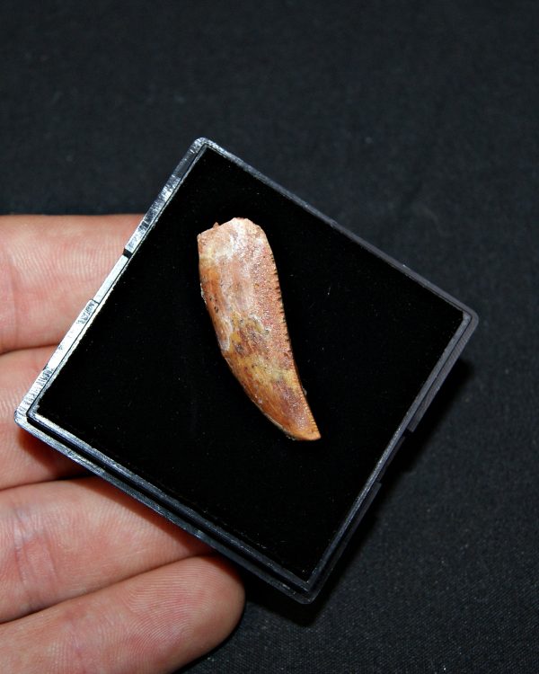 Posible Deltadromeus – Valle de Kem Kem