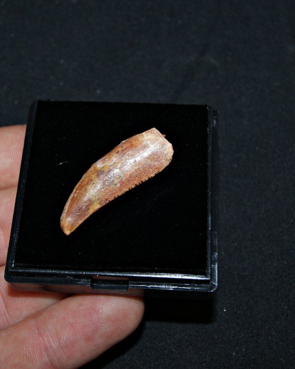 Posible Deltadromeus – Valle de Kem Kem