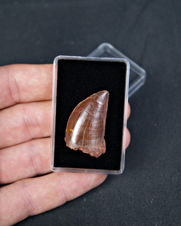 Carcharodontosaurus saharicus