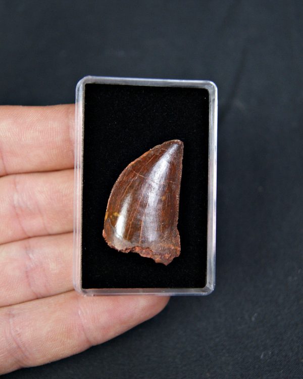 Carcharodontosaurus saharicus