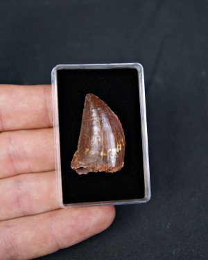 Carcharodontosaurus saharicus