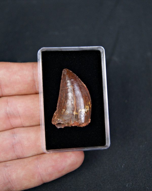 Carcharodontosaurus saharicus