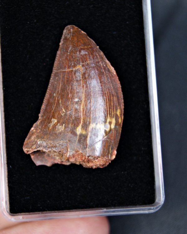 Carcharodontosaurus saharicus