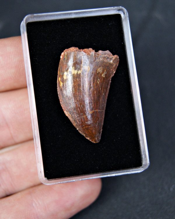 Carcharodontosaurus saharicus