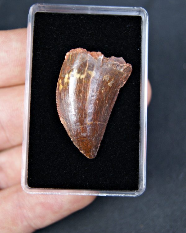 Carcharodontosaurus saharicus