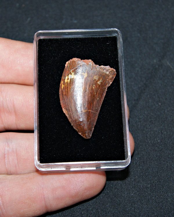 Carcharodontosaurus saharicus