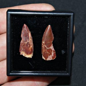 Colección especial dromaeosaurio