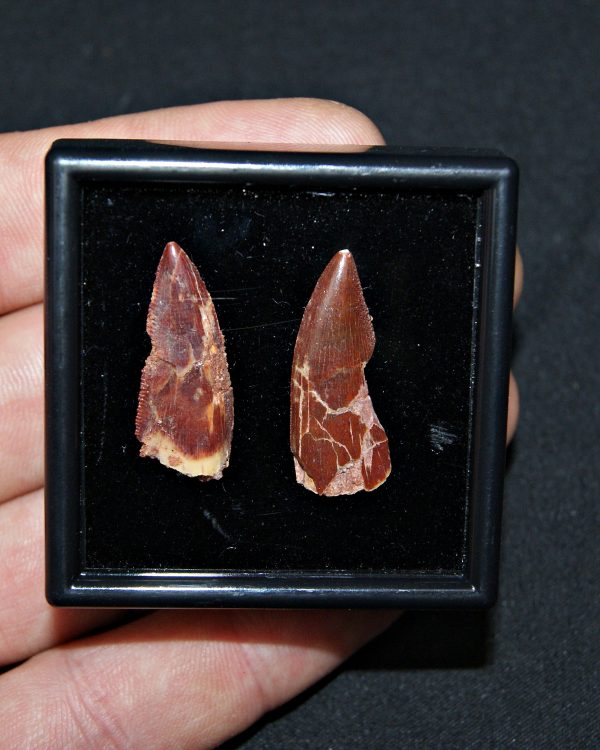 Colección especial dromaeosaurio