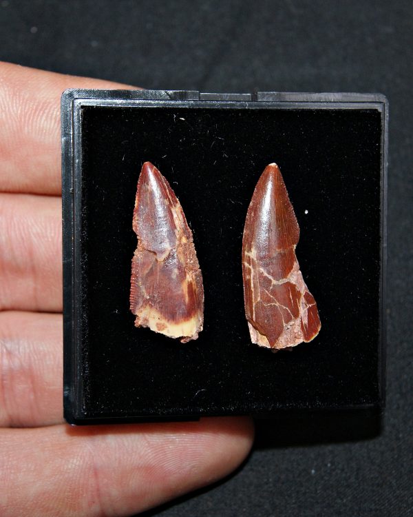 Colección especial dromaeosaurio