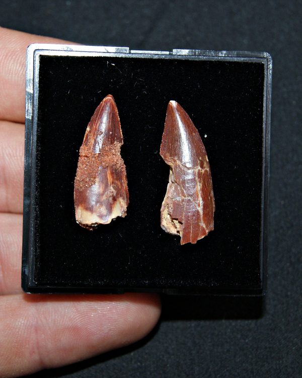 Colección especial dromaeosaurio