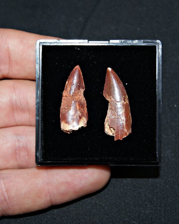 Colección especial dromaeosaurio