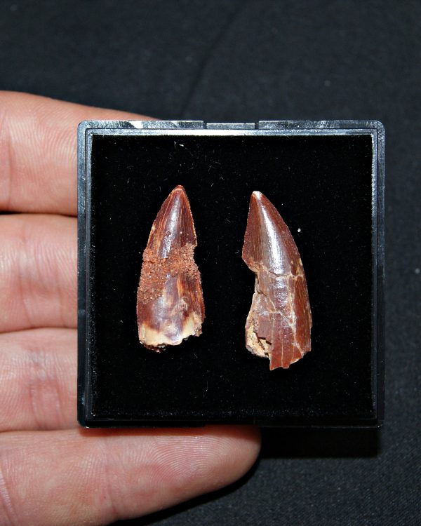 Colección especial dromaeosaurio