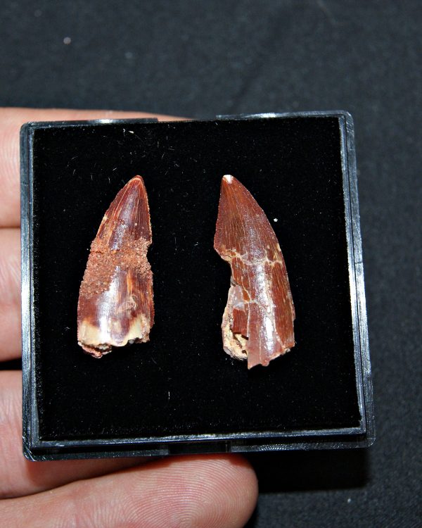 Colección especial dromaeosaurio