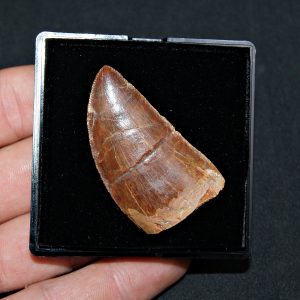 Carcharodontosaurus saharicus