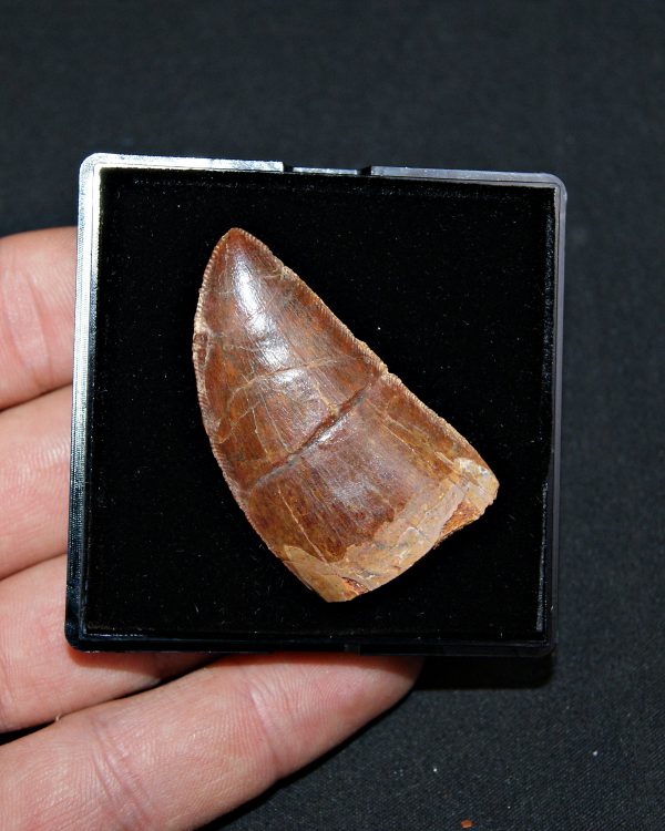 Carcharodontosaurus saharicus