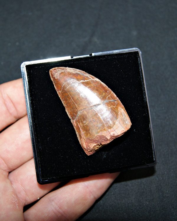 Carcharodontosaurus saharicus