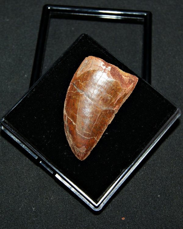 Carcharodontosaurus saharicus