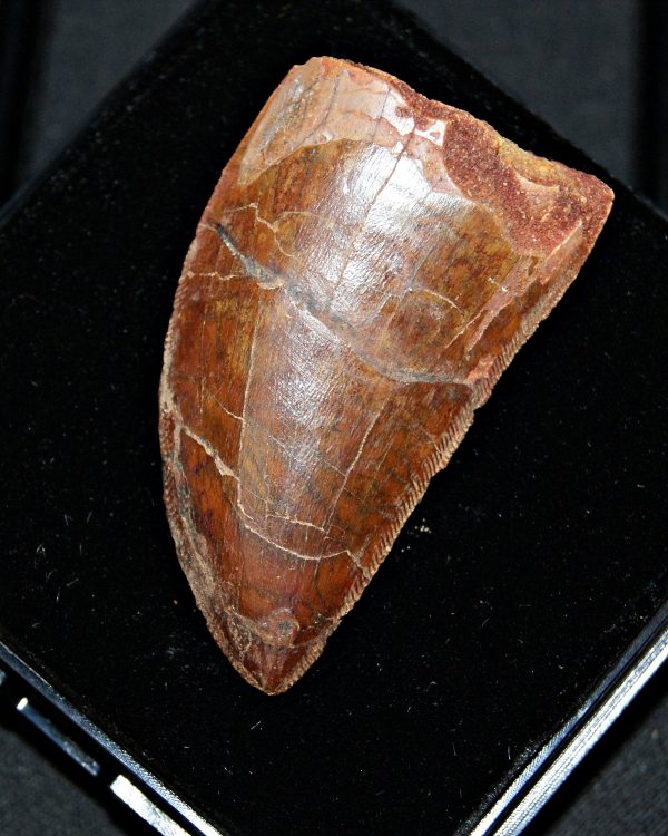 Carcharodontosaurus saharicus