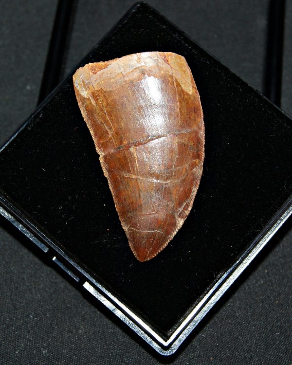 Carcharodontosaurus saharicus